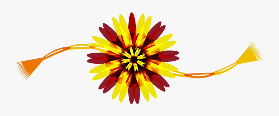 African Daisy, Transparent Clipart