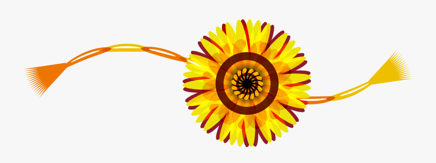 African Daisy, Transparent Clipart