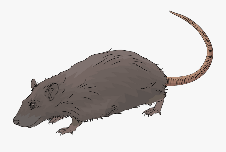 Rat, Transparent Clipart