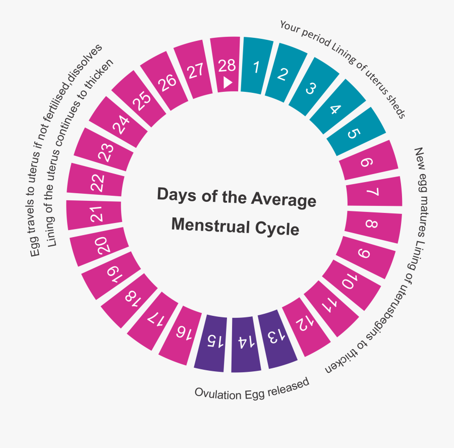 Clip Art Ovulating Chart - Accurate Ovulation Calculator, Transparent Clipart