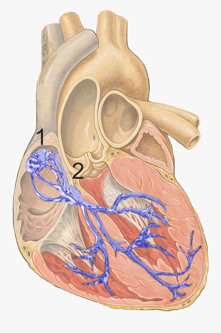 Reizleitungssystem 1 - Av Node, Transparent Clipart