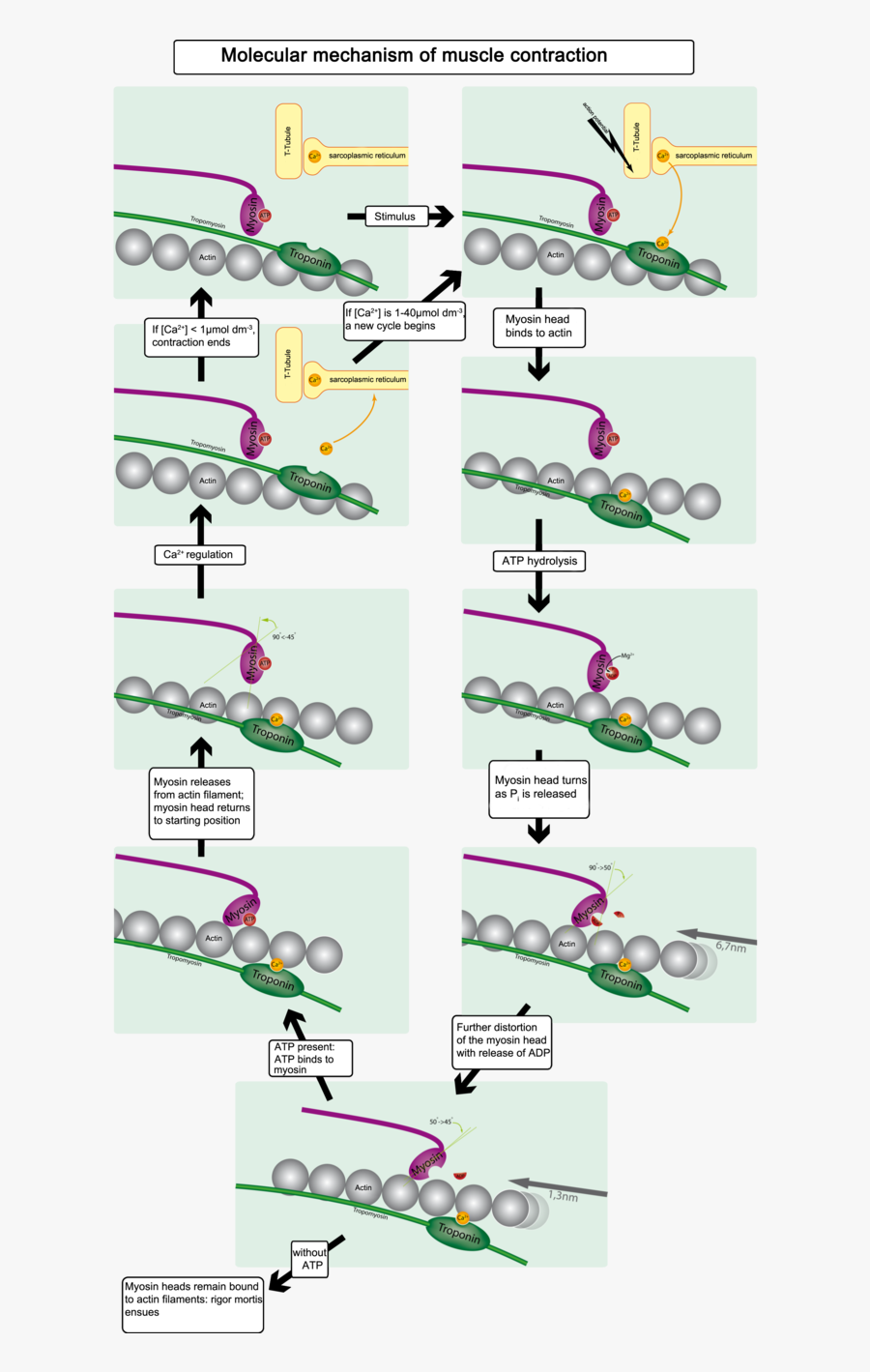 This Diagram Illustrates The Molecular Mechanism Of - Cardiac Muscle Actin Myosin, Transparent Clipart