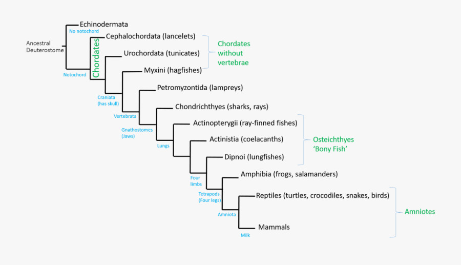 Chordata Tree, Transparent Clipart