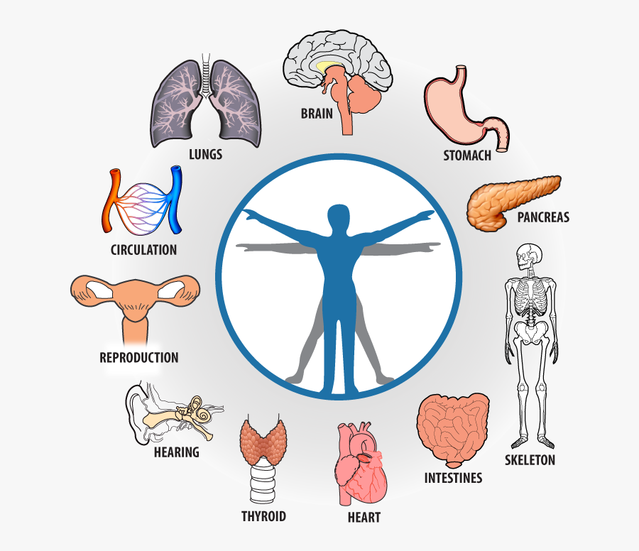 Sports Chiropractic Health & Rehab, Transparent Clipart