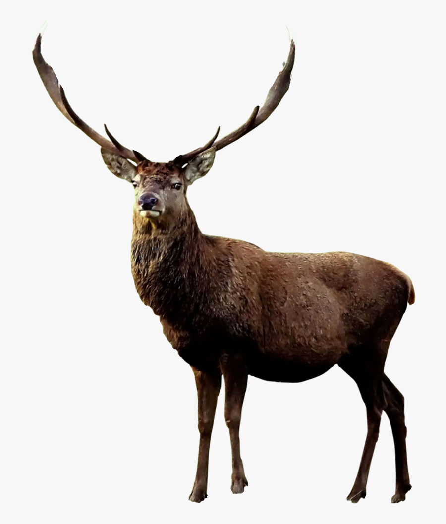 Moose Png, Transparent Clipart