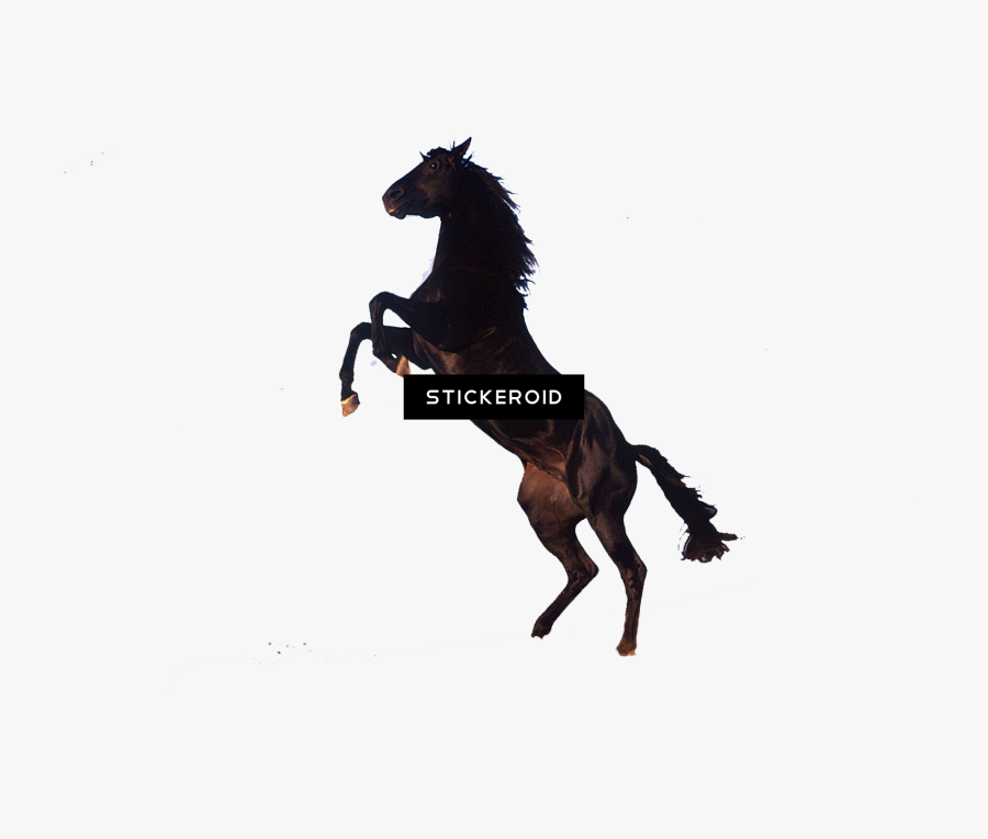 Standing Horse Clip Art , Png Download - Horse Images No Background, Transparent Clipart