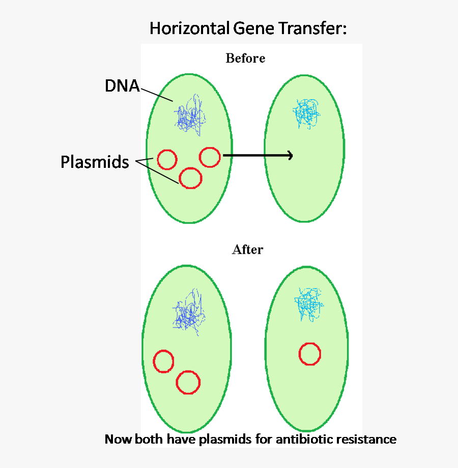 Transparent Inherited Traits Clipart - Circle , Free Transparent ...