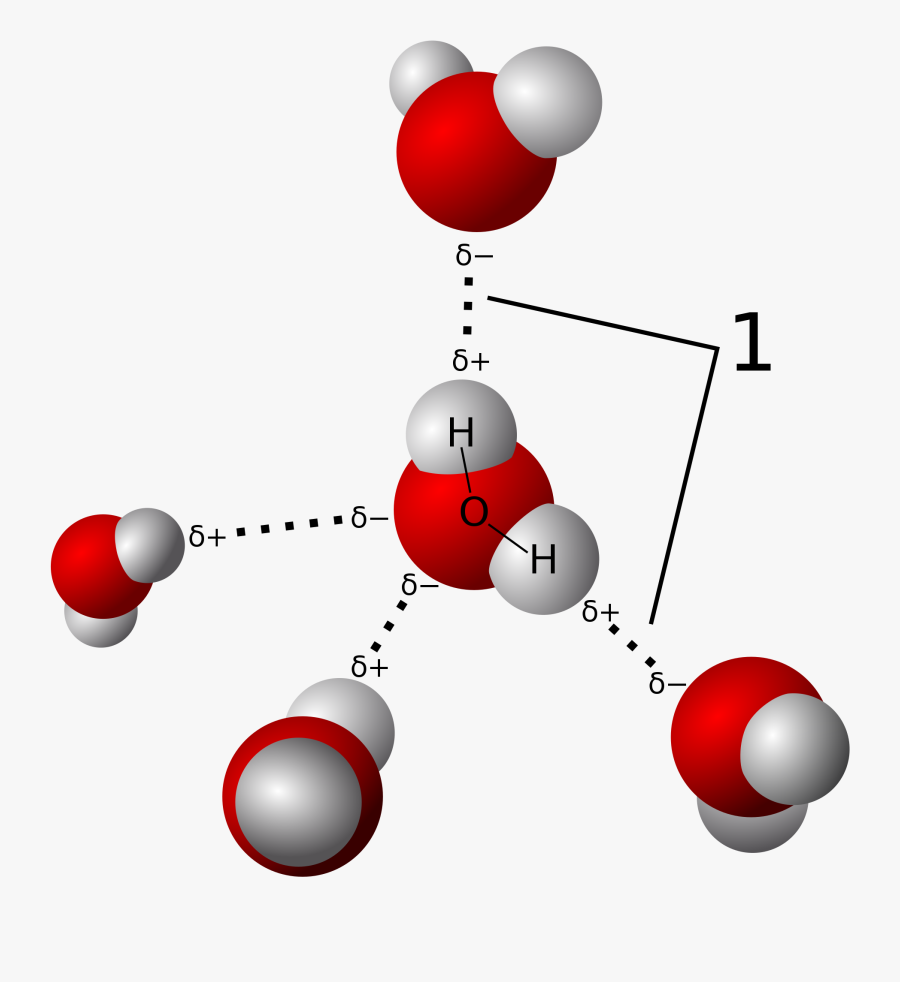 Hydrogen Bond - Hydrogen Bonding, Transparent Clipart