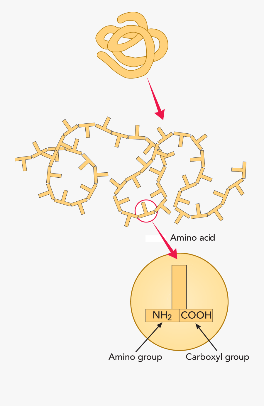 Milk Protein Chemical Structure, Transparent Clipart