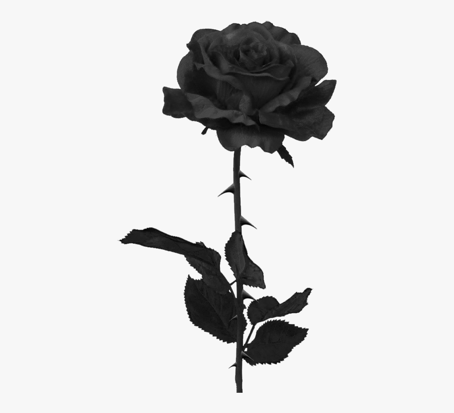 Animal Jam Clans Wiki - Black Rose Transparent Background, Transparent Clipart