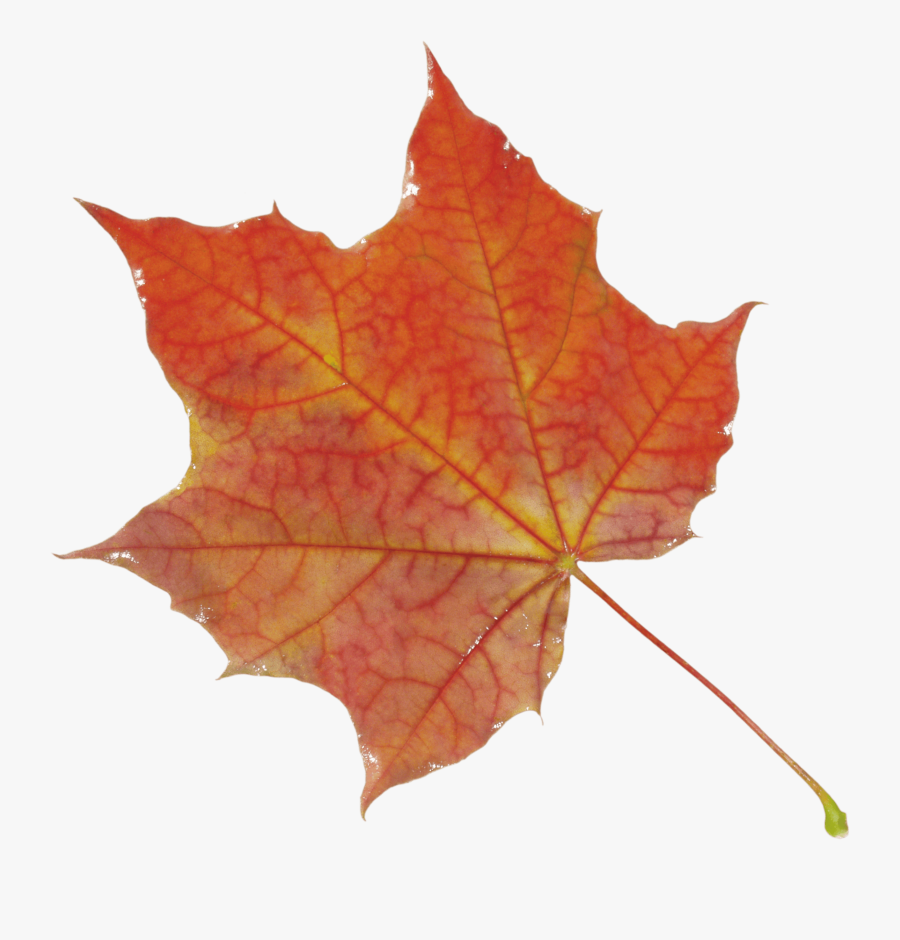 Group Of Autumn Leaves Png Wallpaper"
 Data-src="/img/162603 - Autumn Leaf Png, Transparent Clipart