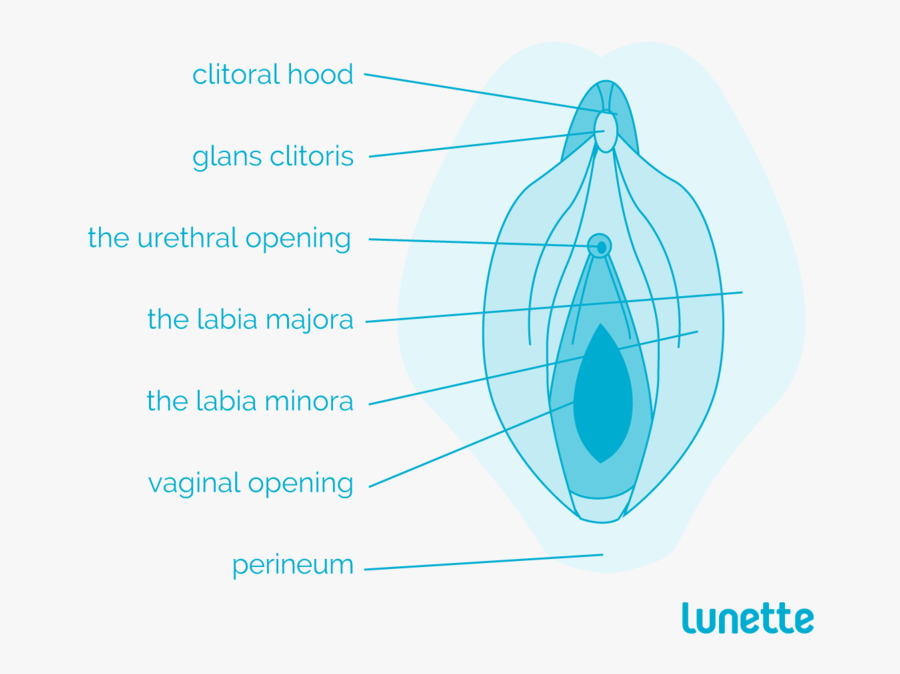 Clip Art A Handy Guide To - Lunette Cup, Transparent Clipart