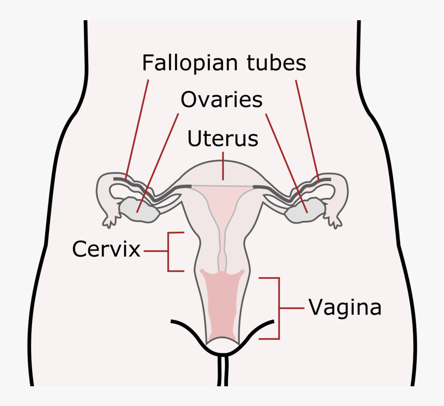 Transparent Sperm And Egg Clipart - Female Mammalian Reproductive System, Transparent Clipart