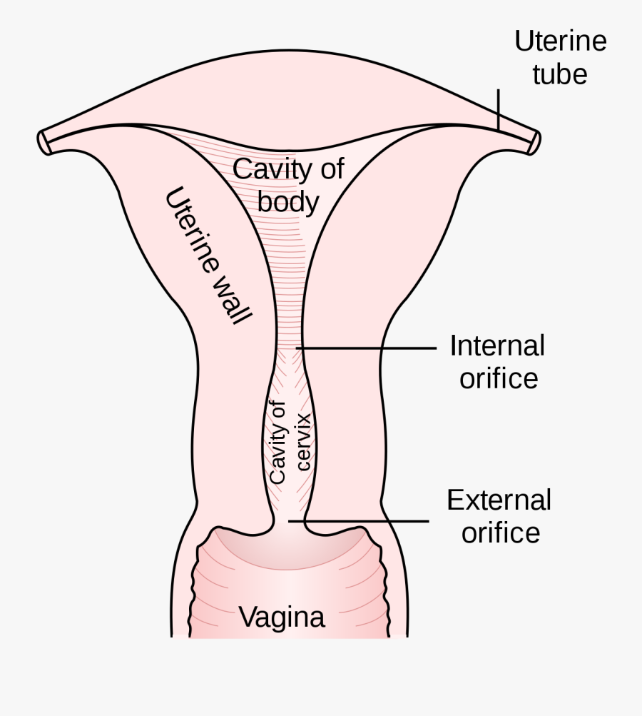 Clip Art Cartoon Vagina - Uteri, Transparent Clipart