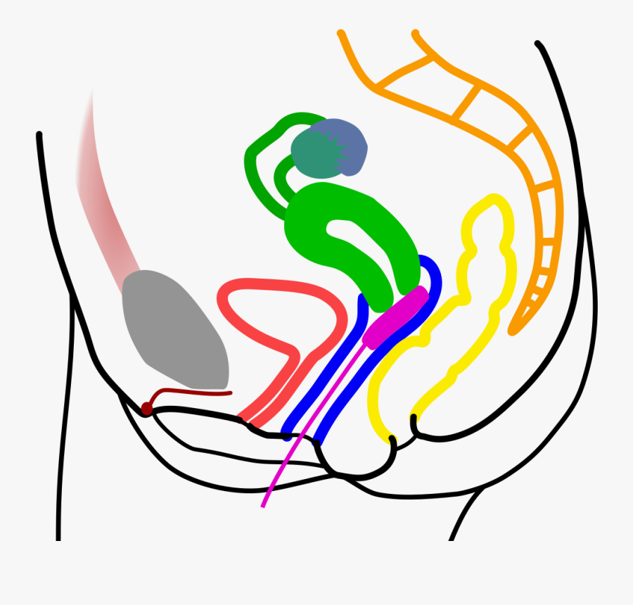 Tampon Cross Section, Transparent Clipart