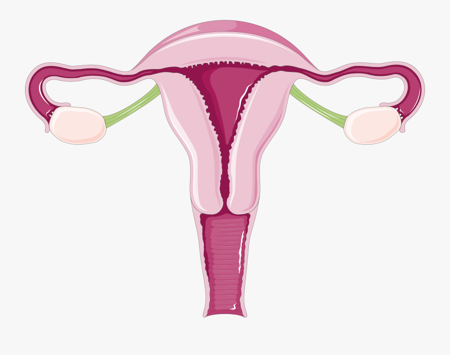 Uterus Diagram Png, Transparent Clipart
