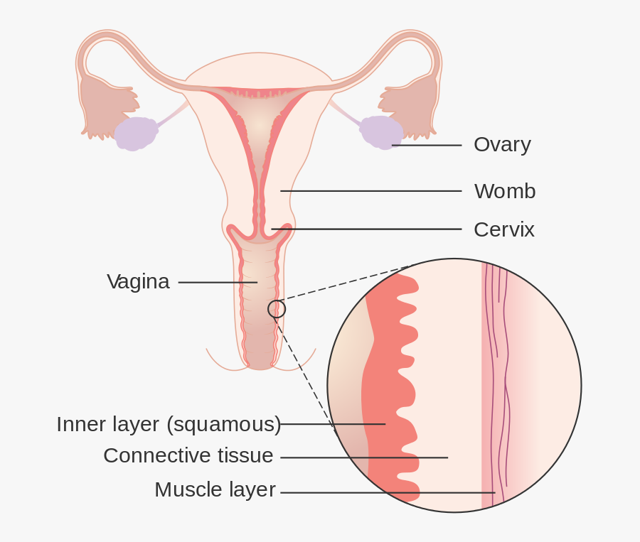 Mucous Membrane Vagina, Transparent Clipart