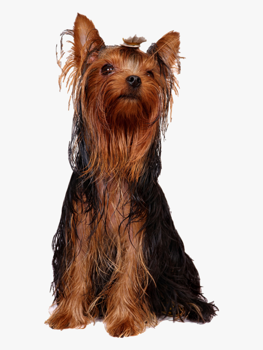 Yorkshire Terrier Australian Silky Terrier Australian - Dog With Greasy Hair, Transparent Clipart