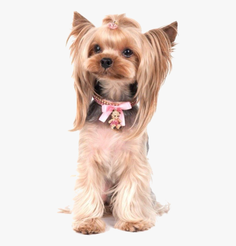 Terrier Drawing Yorkie Poo Clipart Library - Companion Dog, Transparent Clipart