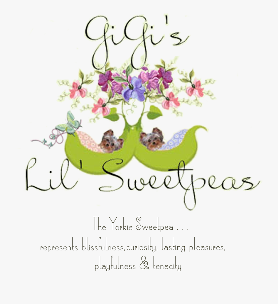 Queen's Lady's-slipper, Transparent Clipart