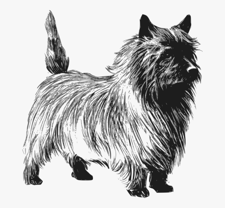 Scottish Terrier Clipart Toto - Cairn Terrier Clipart, Transparent Clipart
