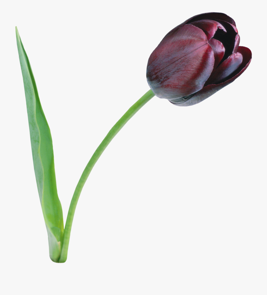 Black Tulip Png, Transparent Clipart