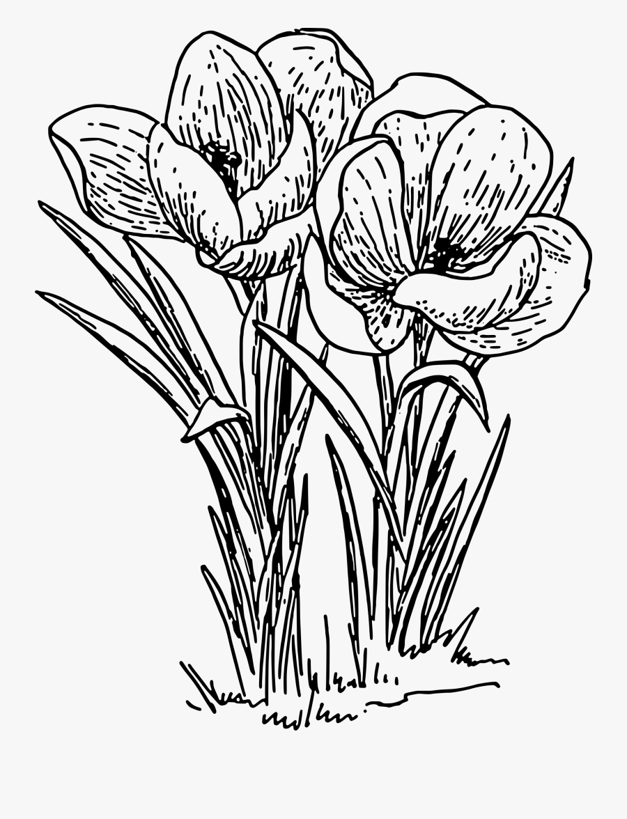 Drawing Tulip Contour Huge Freebie Download For Powerpoint - Crocus Clip Art Black And White, Transparent Clipart