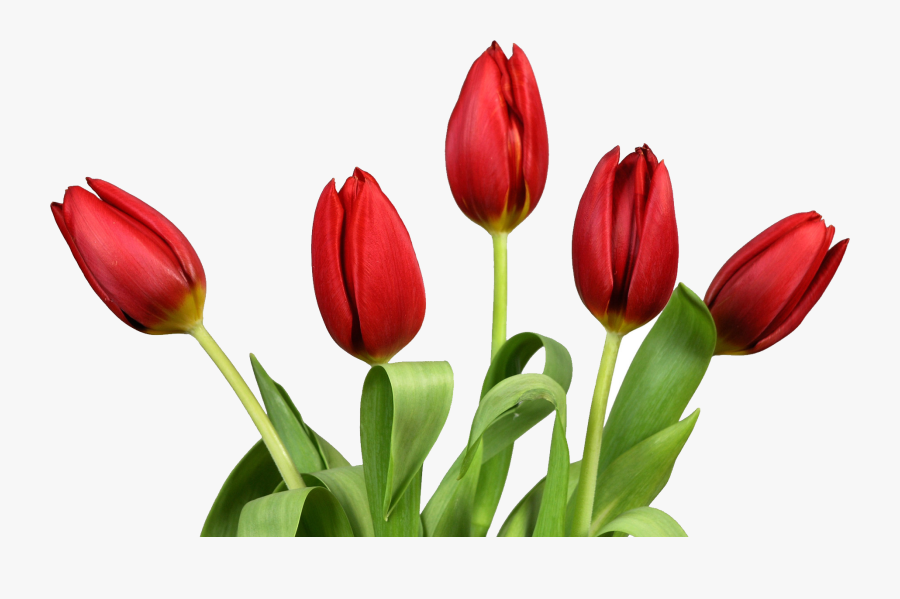 Tulips Png, Transparent Clipart