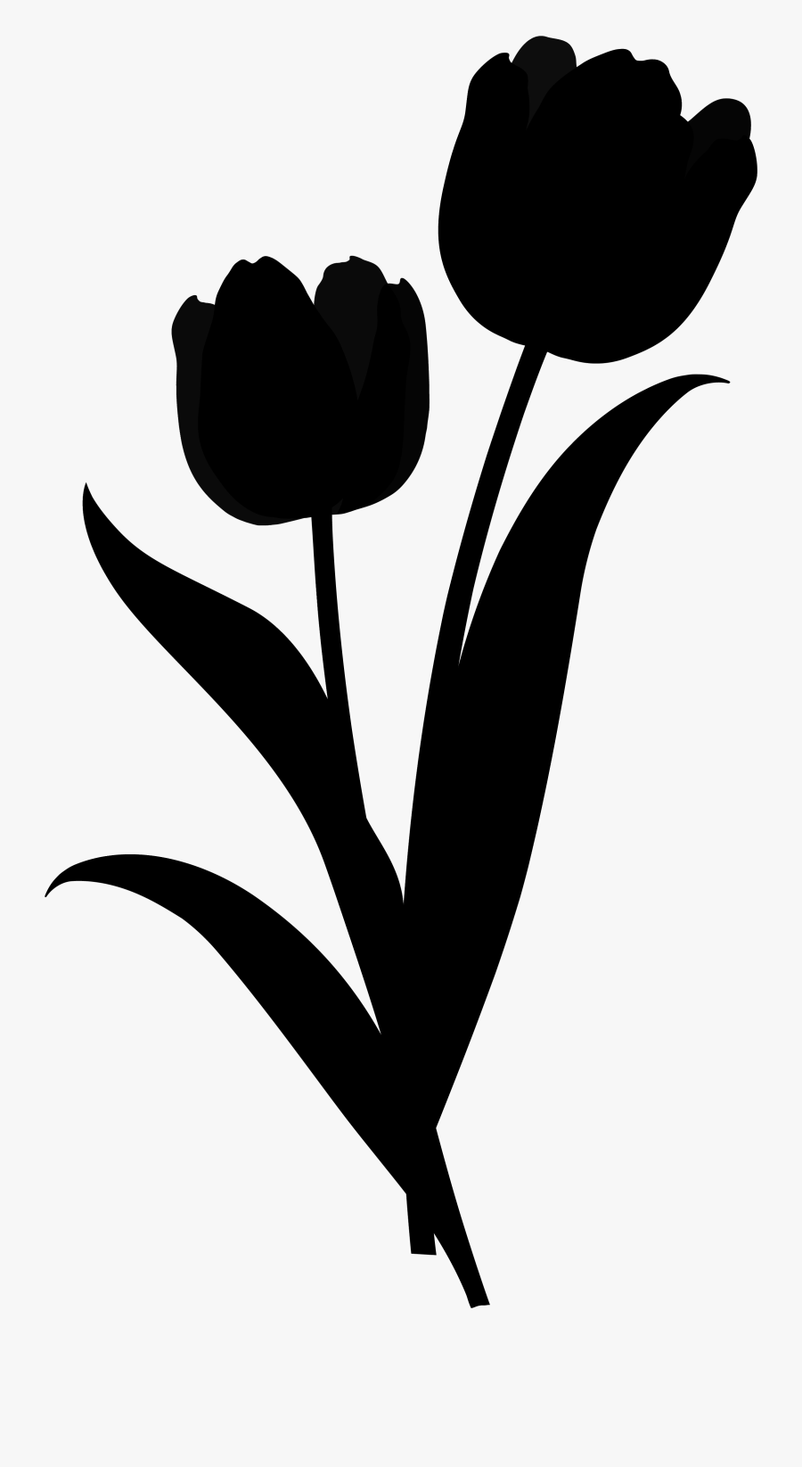 Tulipa Humilis, Transparent Clipart