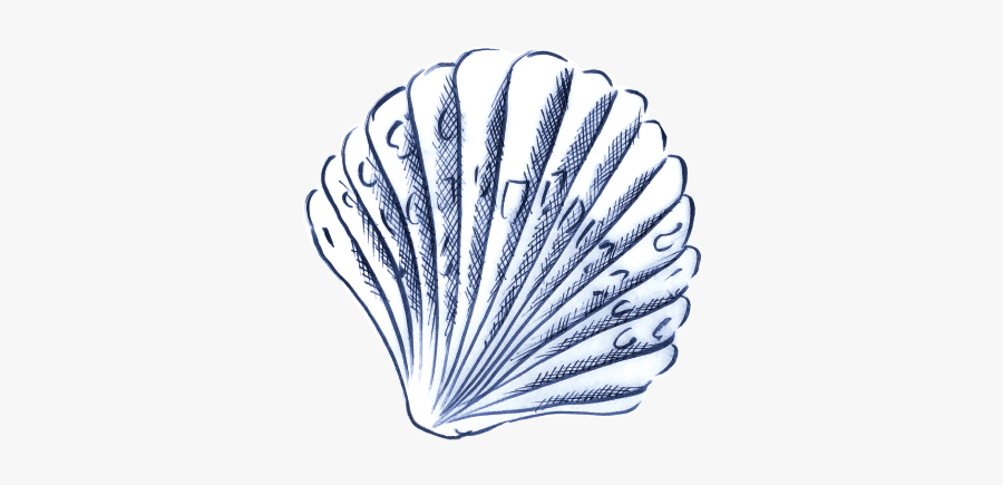 Cnidaria, Transparent Clipart