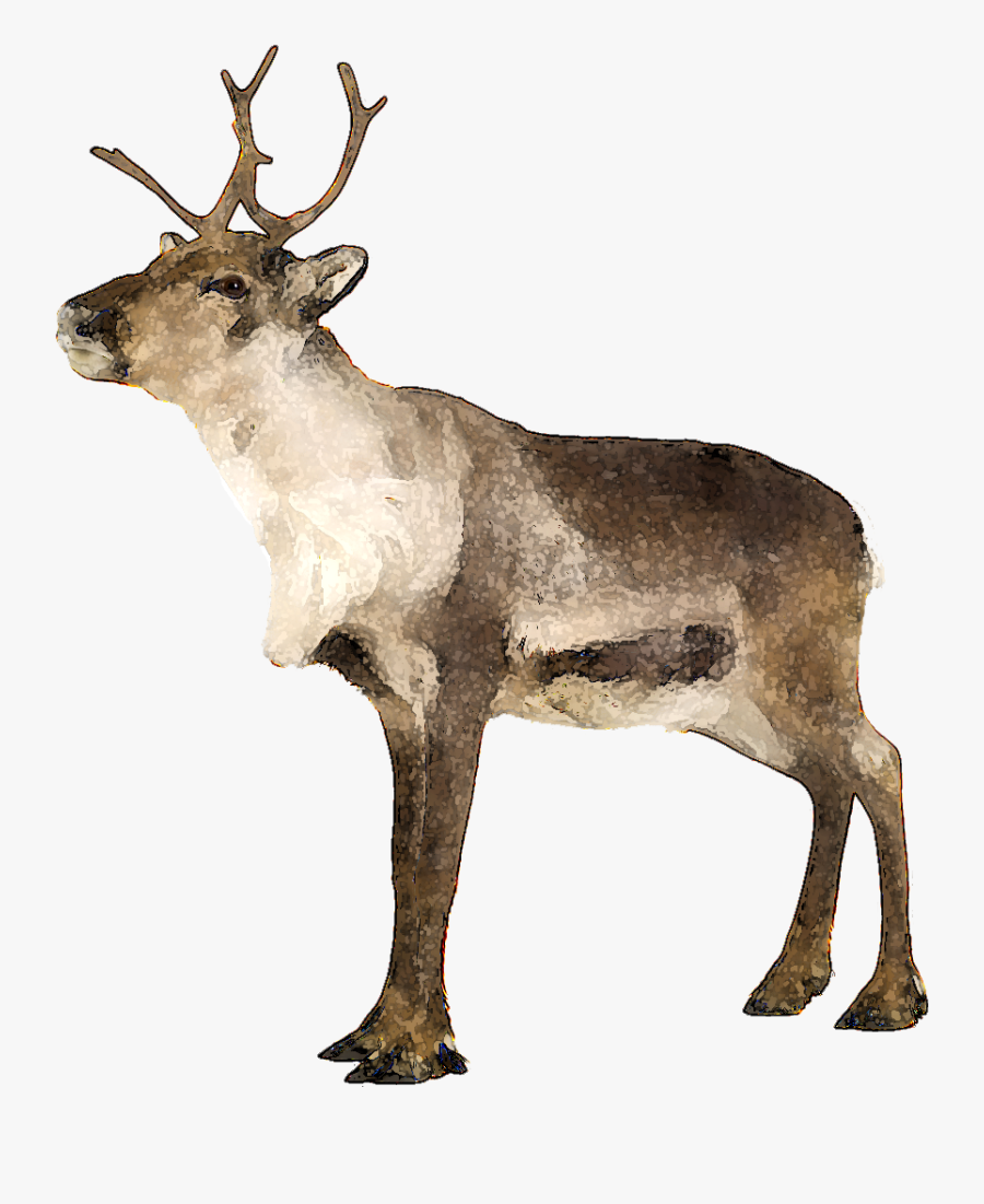 Caribou - Clip - Art - Caribou Clipart, Transparent Clipart