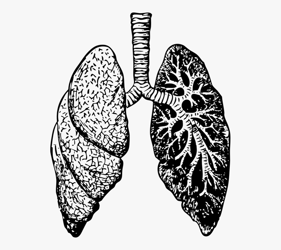 Lung Disease - Lungs Vector Free Download, Transparent Clipart