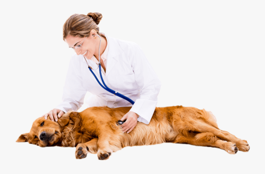 Companion Dog, Transparent Clipart