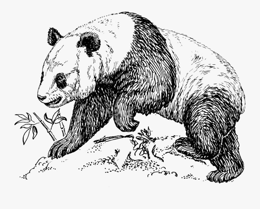 Panda Bear Clipart Black And White, Transparent Clipart