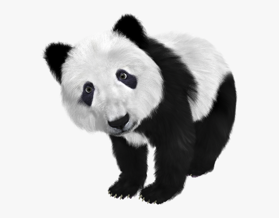 Illustration Panda Panda Baby China Toon - Giant Panda Black And White, Transparent Clipart