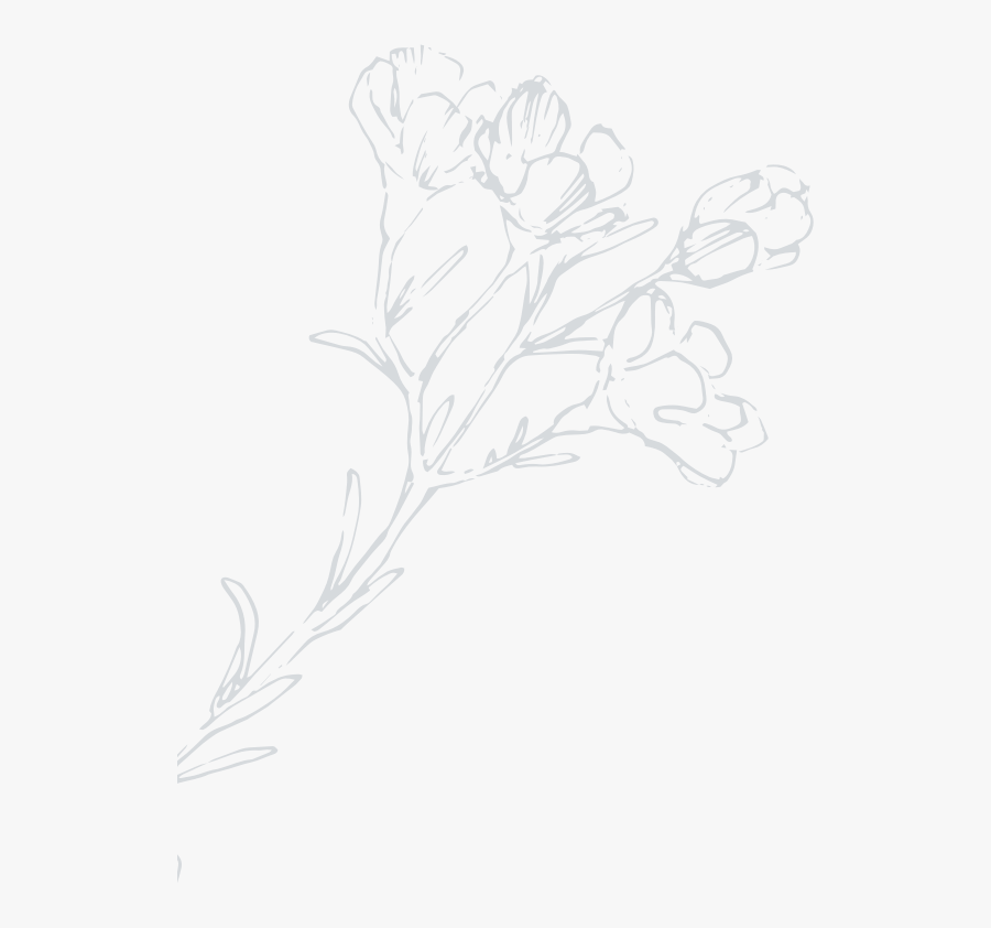 Rosa Glauca, Transparent Clipart