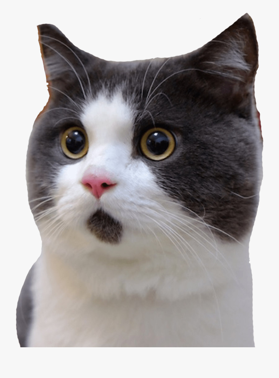 Transparent Scared Black Cat Clipart - Surprise Cat Png, Transparent Clipart