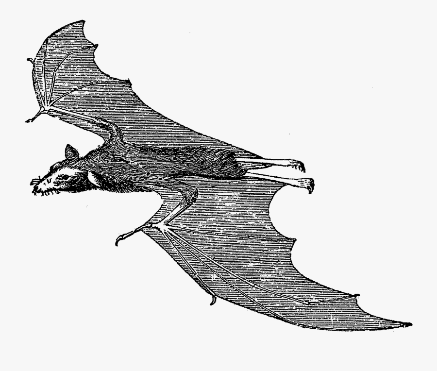 Scary Halloween Bat Images - Illustration, Transparent Clipart