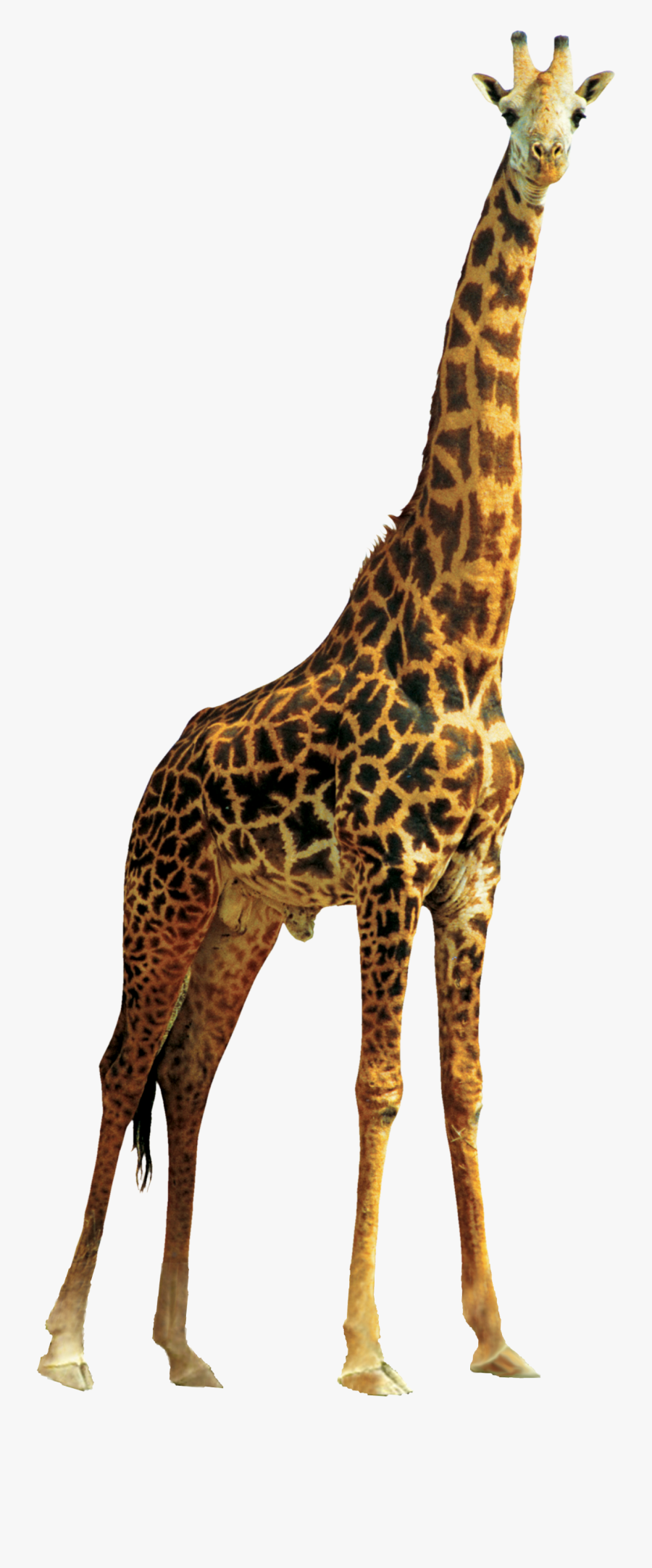 Northern Giraffe Transparency And Translucency Animal - Giraffe Png, Transparent Clipart