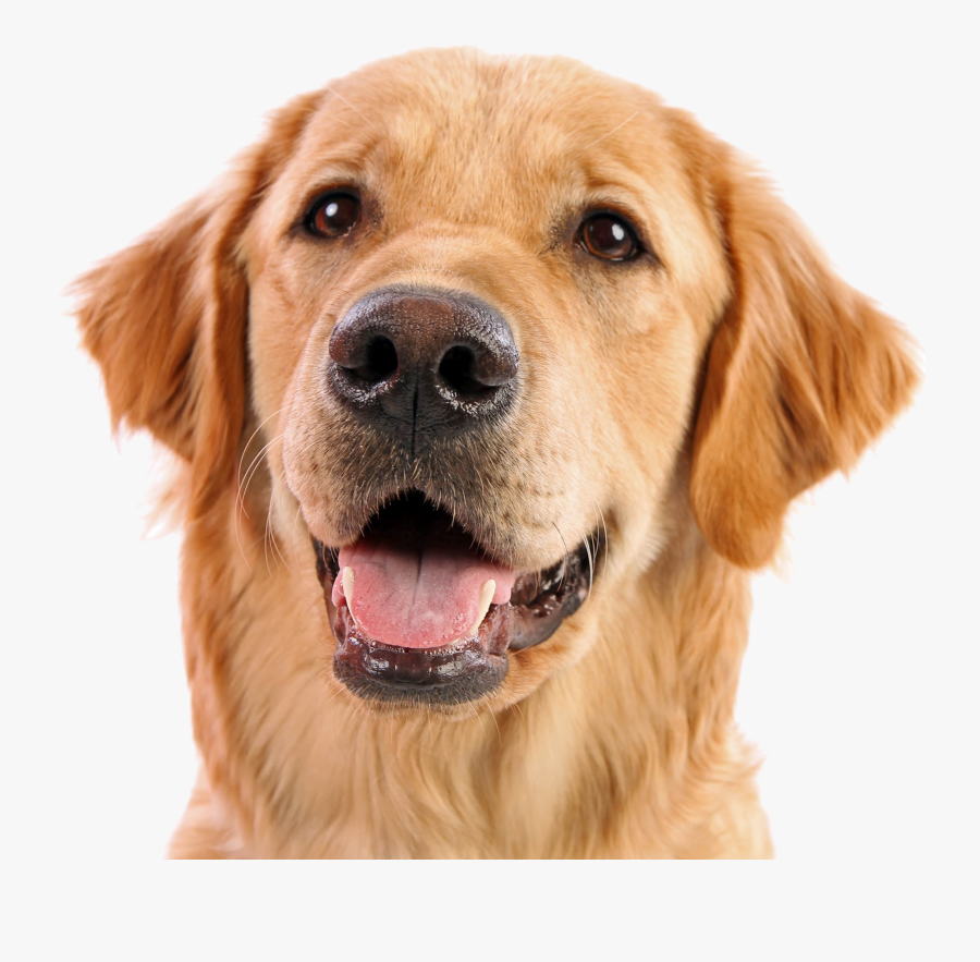 Clip Art Free Photo Pets Retriever - Dog Face Png, Transparent Clipart