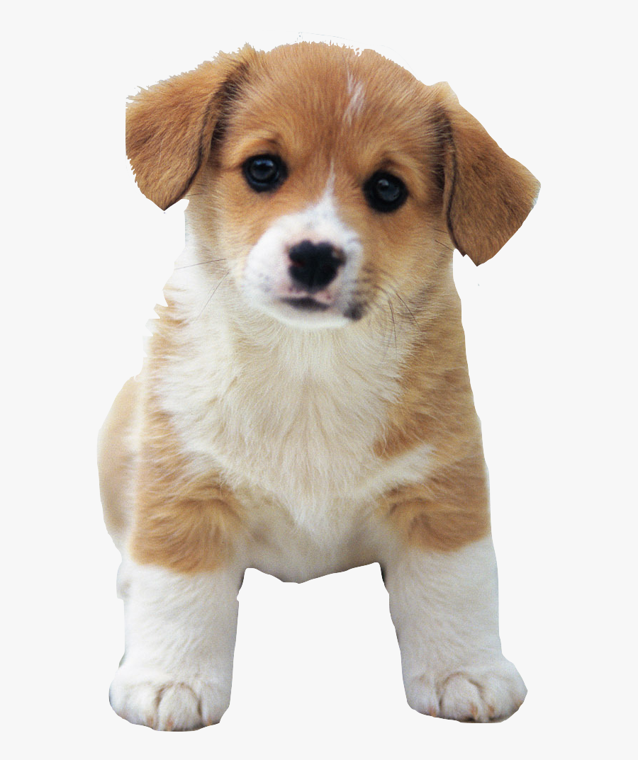 Clip Art Png Hd Of Puppies - Puppies Png, Transparent Clipart