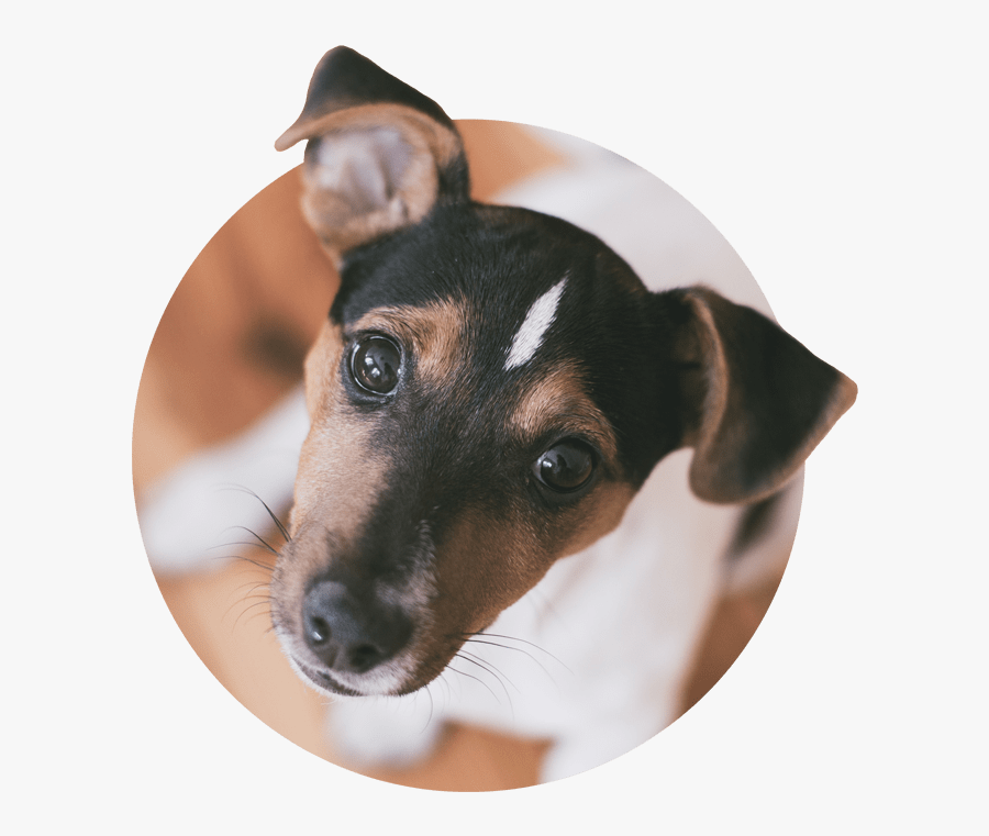 Jack Russell Terrier, Transparent Clipart