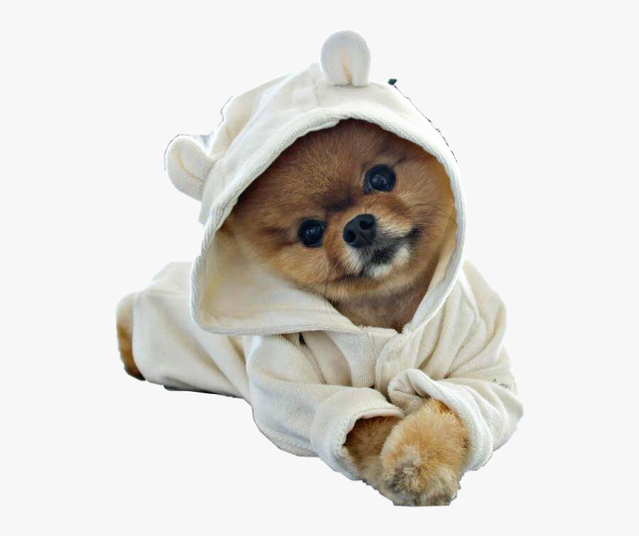 Transparent Dog Laying Down Clipart - Dog Laying Down Transparent, Transparent Clipart