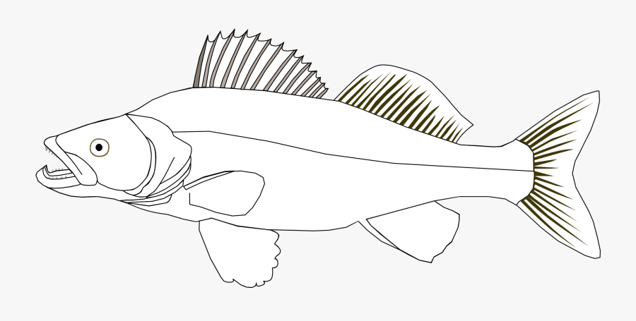 Zander Clipart, Transparent Clipart