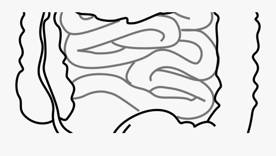 Small Intestine Black And White, Transparent Clipart