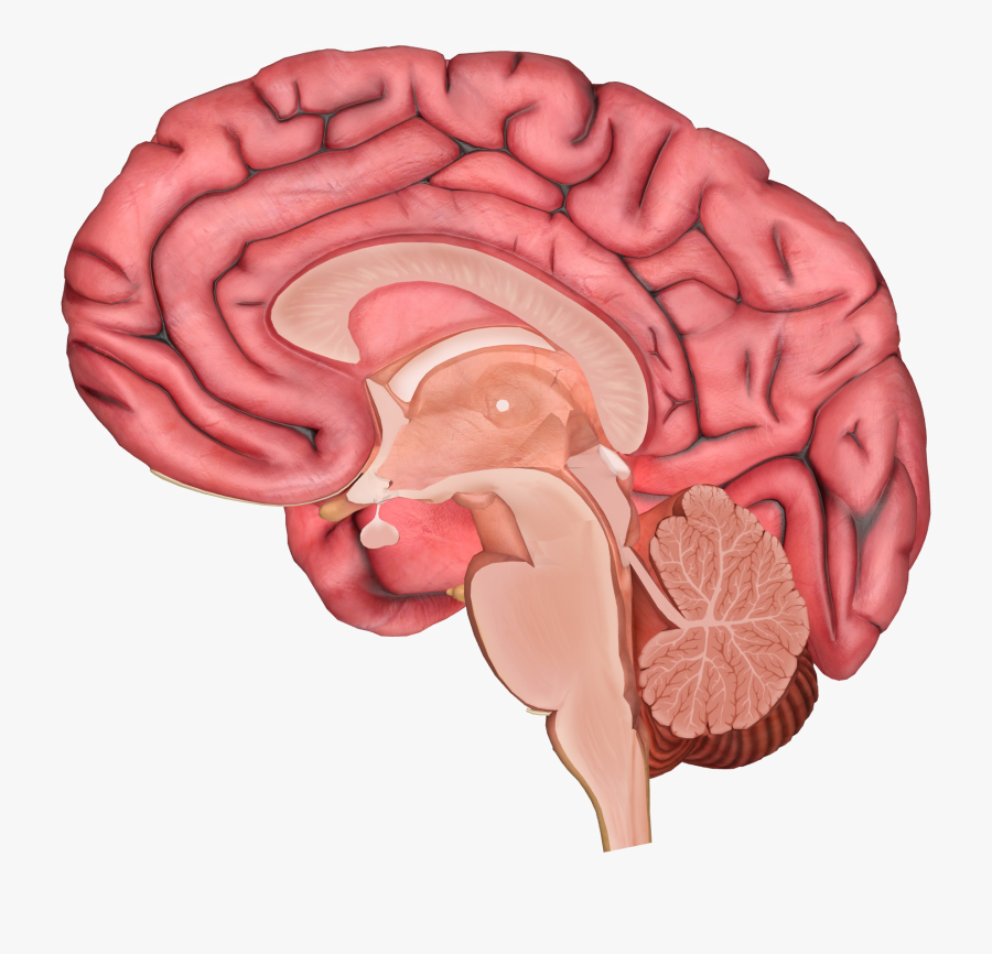 Brain Transparent Png - Brain In Half Diagram, Transparent Clipart