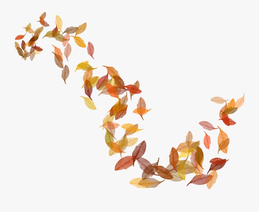 Autumn Leaf Color Clip Art - Fall Leaves Illustration Png, Transparent Clipart