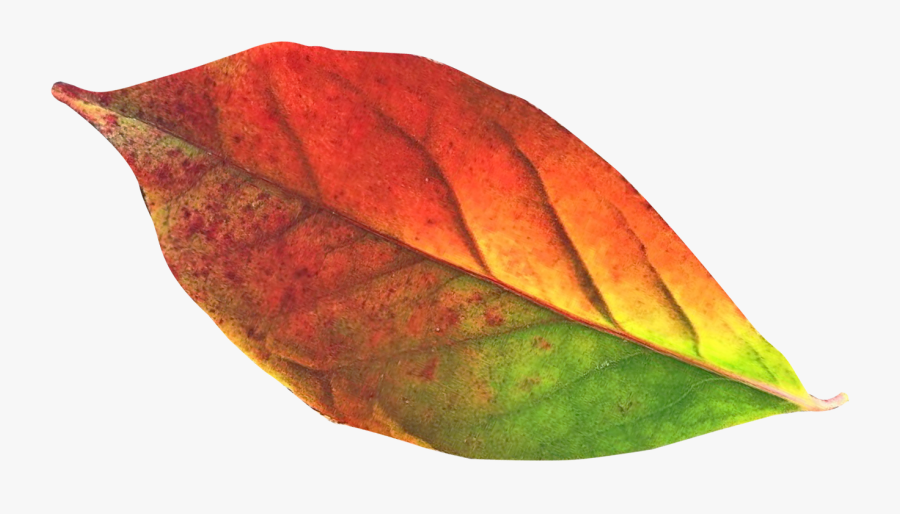 Transparent Fall Leaf Png, Transparent Clipart