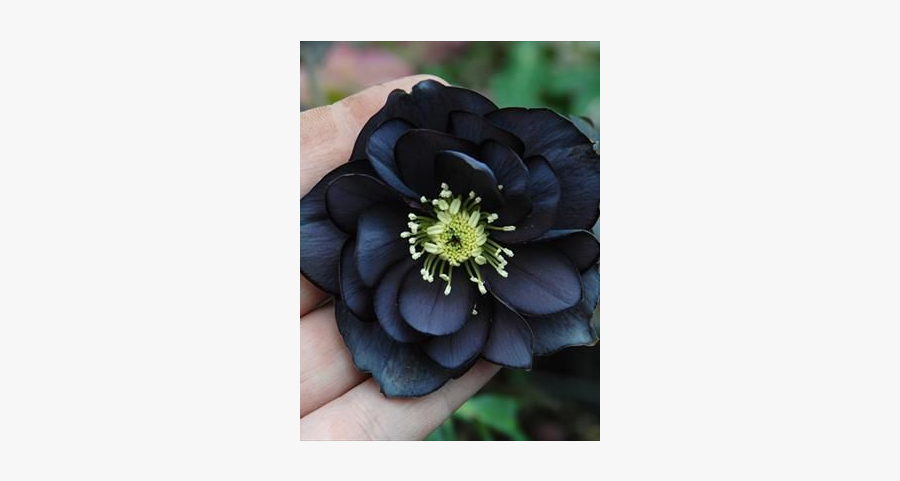 Clip Art Black Narcissus Flower - Black Lenten Rose, Transparent Clipart
