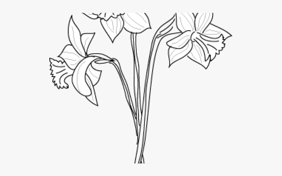 Drawn Daffodil Beginner - Lily, Transparent Clipart